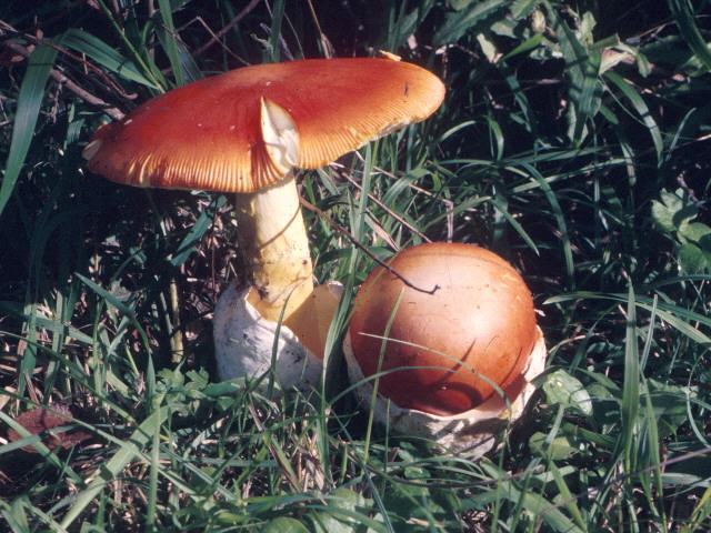  Image name: Amanita_caesarea.jpg 
 width: 640 pixel 
 height: 480 pixel 
 Size: 142050 bytes 
 Click to enlarge 